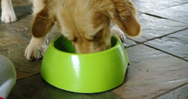 Golden Retriever eating from a green bowl on a tiled floor. Could be used in pet care articles, advertisements for dog food, or promotions for ceramic ware.