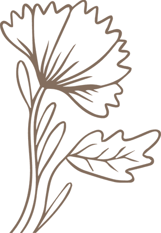 minimalist continuous line floral illustration on transparent background - Download Free Stock Videos Pikwizard.com