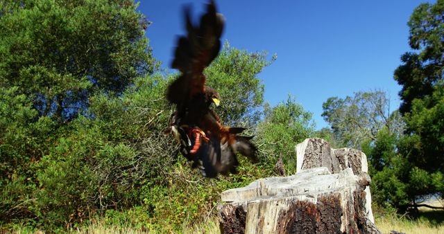 Majestic Hawk in Flight over Forest Clearing - Download Free Stock Images Pikwizard.com