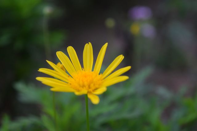This bright yellow daisy stands out sharply against a blurred background, making it ideal for nature-themed projects, garden visuals, and floral presentations. Use it to highlight the beauty of single flowers in graphic designs, gardening blogs, or educational materials. This composition emphasizes simplicity and natural beauty.