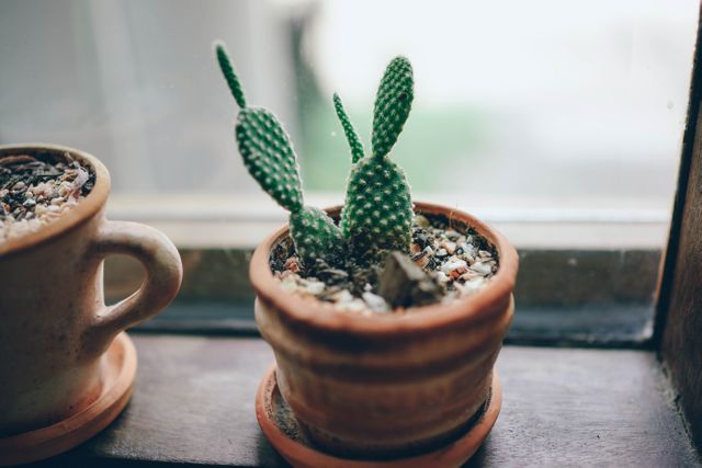 Photo features small potted cactus with prickly stems, placed on wooden window sill next to ceramic mug. Suitable for articles on houseplants, interior design, minimalist decor, and indoor gardening. Perfect for blogs, social media posts, and magazines emphasizing peaceful home settings and nature.
