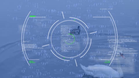 Digital Interface Overlay on Swans and Ducks in Lake Setting