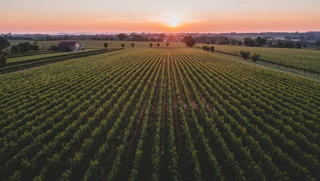 Sunset Casting Golden Light Over Vineyard Rows Stretching Toward Horizon With Farmhouse