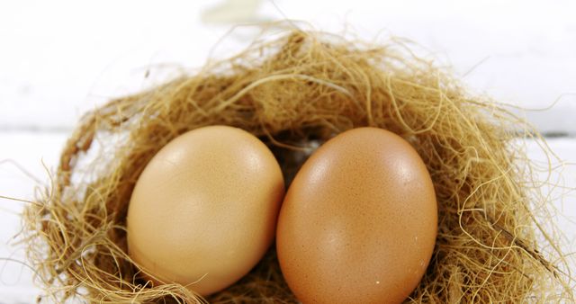 Close-up view of two brown eggs placed in a nest made of wood, creating a natural and organic look. The white background enhances the simplicity and purity of the composition, making it perfect for use in food-related articles, farm-to-table discussions, organic advertising, and rustic kitchen decor imagery.