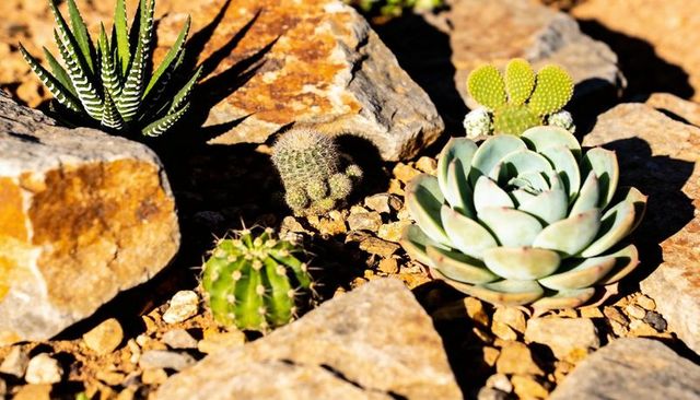 Sunlit blue-green rosette succulent and mixed cacti thriving in rocky xeriscape garden bed