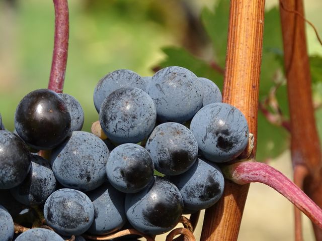 Ripe Blue Grapes on Vine Closeup in Vineyard - Download Free Stock Photos Pikwizard.com