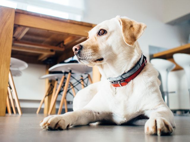 Labrador Retriever lying on kitchen floor with a red collar and a relaxed pose. Ideal for pet care articles, blogs on dog breeds, family lifestyle features, and advertising pet products. Highlights the comfort and loyalty of a household pet within a home environment.