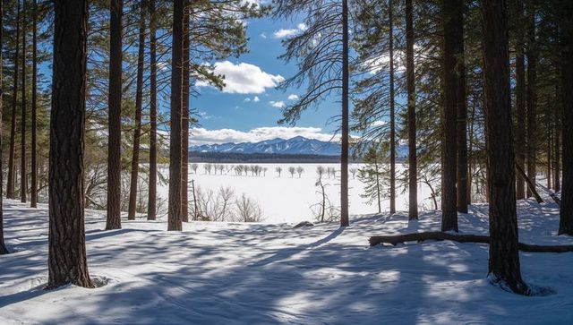 Framing pine trunks revealing snowfield and distant mountains under bright winter sky