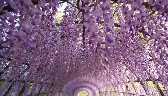 Wisteria tunnel canopy with cascading purple blooms over sunlit garden walkway
