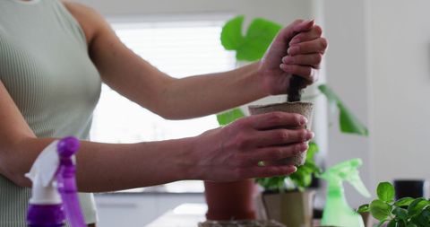 Growing Beautiful General People Potted-buy Domestic Bentoquart