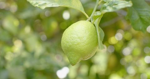 Unripe Lemon Hanging on Branch with Glossy Leaves, Sunlit Bokeh, Fresh Citrus Closeup