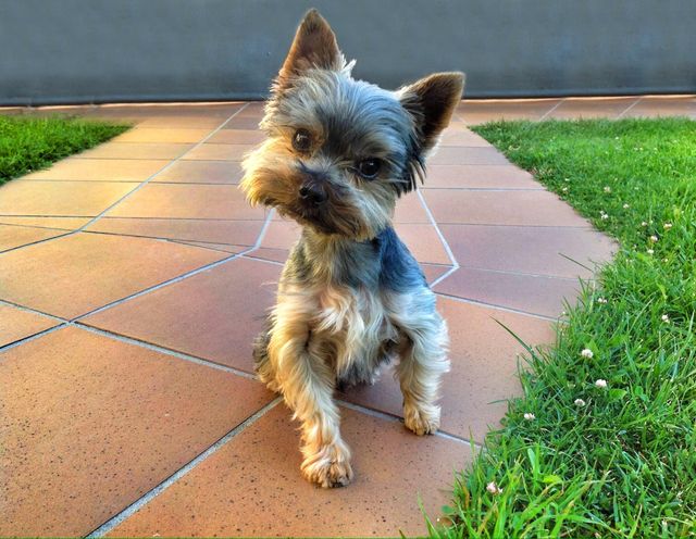 Precious Yorkshire Terrier puppy sitting on a tiled pathway edged with green grass. Ideal for use in pet care, veterinary services, and animal-themed content. Perfect for promoting pet adoption, pet products, or illustrating loving moments with pets.