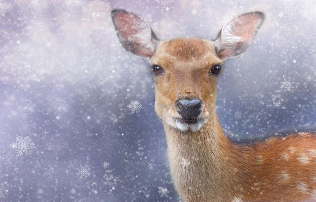 Deer in Winter Wonderland with Falling Snow - Download Free Stock Photos Pikwizard.com