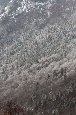 Snow-dusted Mountain Forest on Steep Slope Winter Texture Minimal Landscape Background