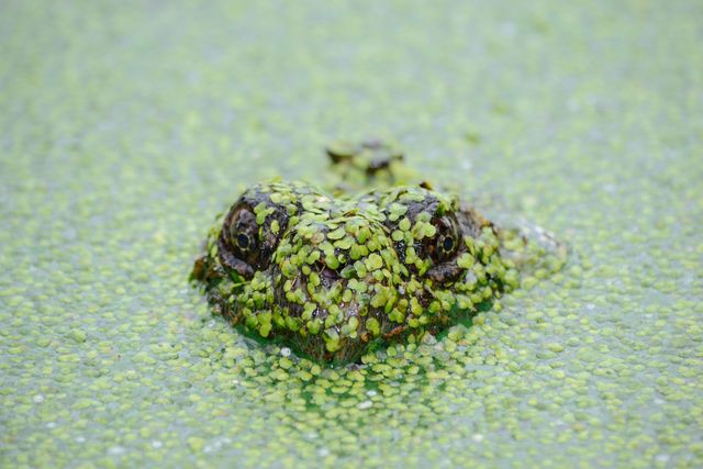 Green-eyed Frog Camouflages in Pond - Download Free Stock Photos Pikwizard.com