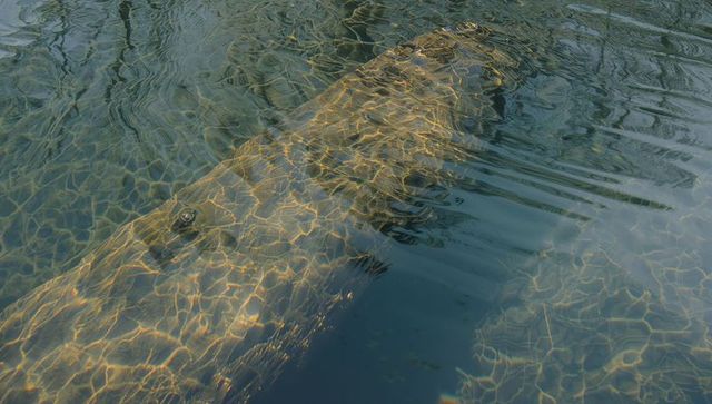 Sunlit submerged log casting golden caustics over shallow lake bed