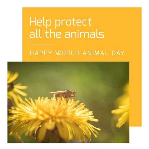 bee pollinating yellow flower for world animal day awareness - Download Free Stock Templates Pikwizard.com