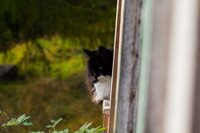 Black and white cat looking out from wooden window frame in natural setting with greenery in background. Use for topics related to pets, cats, animals, outdoor scenery, or rural life.