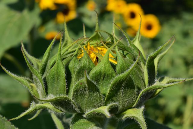 Close-up of a sunflower bud with vibrant blooming sunflowers in the background. Useful for topics related to nature, gardening, growth, agriculture, and summer seasons. Perfect for ads, blog posts, educational materials, and environmental campaigns.