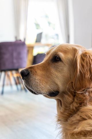 Golden Retriever Gazing in Sunlit Dining Room with Purple Chairs and Wooden Table