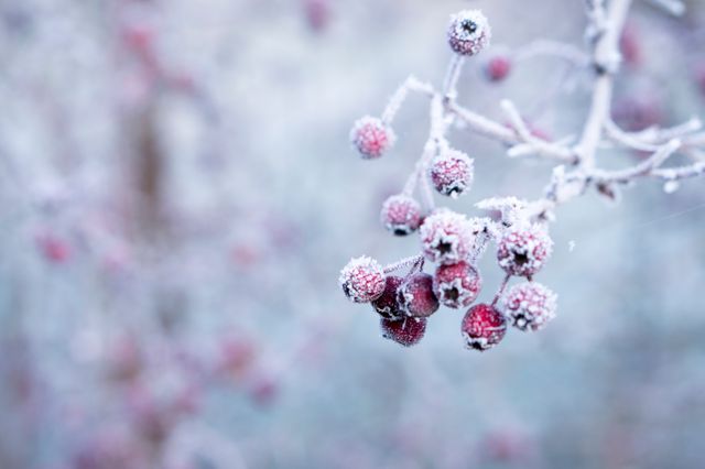 Frost-covered red berries hanging from a branch in a winter forest. Ideal for nature-themed projects, seasonal greeting cards, or blogs discussing winter. Effective for illustrating cold climates and winter beauty, emphasizing the tranquil and serene aspects of nature during wintertime.
