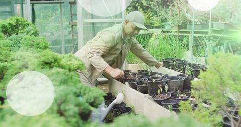 Gardener leaning in greenhouse tending seedlings in pots for plant propagation and nursery care