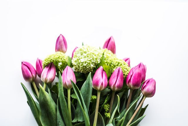 Arrangement of Pink Tulips and Green Hydrangeas on White Background - Download Free Stock Photos Pikwizard.com