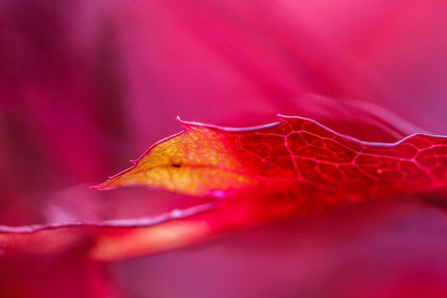Close-Up of Vibrant Red Leaf with Detailed Veins - Download Free Stock Photos Pikwizard.com