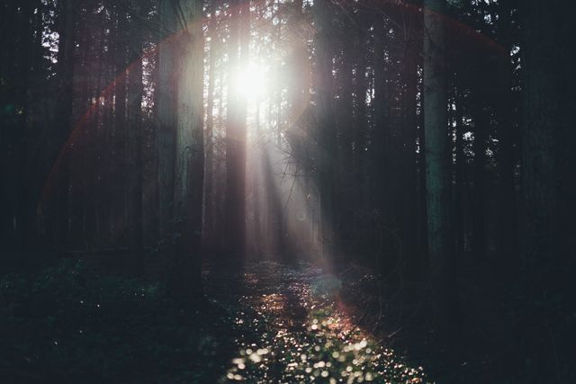 Sunlight streaming through the trees in a dense forest during early morning creates a mystical and serene ambiance. Ideal for promoting outdoor adventures, nature retreats, eco-tourism, and wellness campaigns. This image conveys tranquility, natural beauty, and peaceful solitude perfect for background use in websites, advertisements, and environmental initiatives.