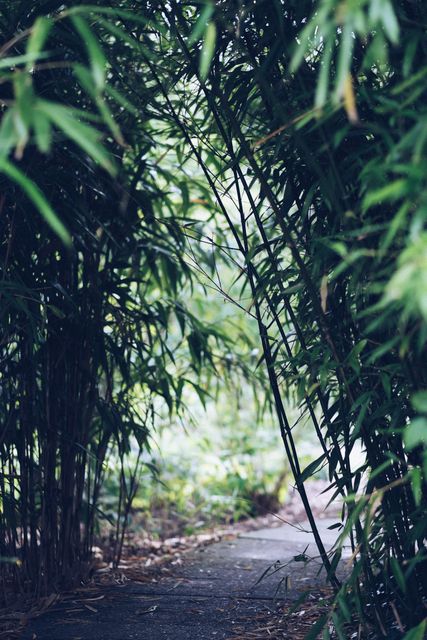 Pathway leading through dense, lush bamboo forest, highlighting natural greenery and tranquility. Useful for promoting eco-tourism, nature trails, adventure blogs, serene backgrounds, environmental projects.