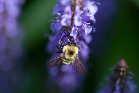 Bee Pollinating Vibrant Purple Flower in Natural Garden