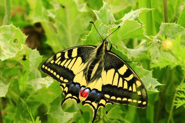 Close-up of Old World Swallowtail Butterfly Resting on Green leaves - Download Free Stock Photos Pikwizard.com