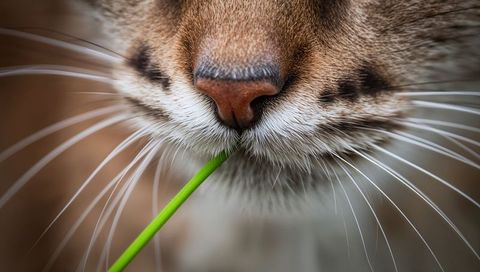 Macro cat muzzle sniffing blade of grass, closeup of nose, whiskers and fur texture detail