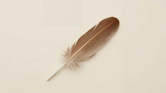 Brown Bird Feather on Soft Beige Background for Organic Elegance