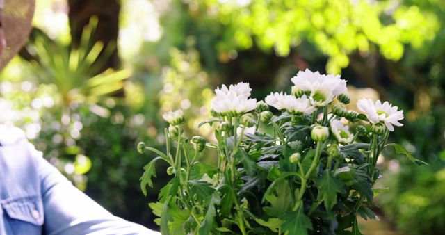This image depicts a person holding a bouquet of white chrysanthemum flowers in a bright sunlit garden. The scene is filled with lush greenery and conveys a sense of tranquility and connection with nature. Suitable for content related to gardening, floriculture, healthy lifestyle, and landscaping projects.