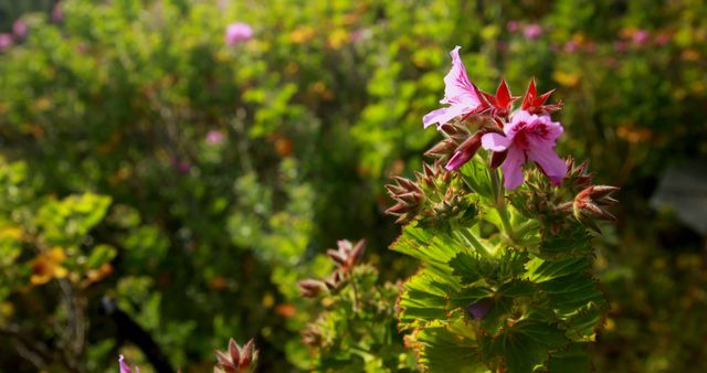 Bright pink flowers bloom in a sunlit garden - Download Free Stock Photos Pikwizard.com