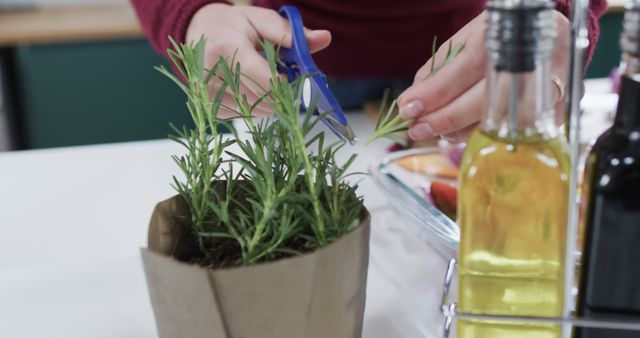 This image portrays an individual using scissors to trim a fresh rosemary plant in a kitchen. The herb is growing in a paper pot, and nearby are various bottles of cooking oils, indicating preparation for a culinary activity. Ideal for content related to home gardening, cooking recipes, healthy living, or kitchen organization.