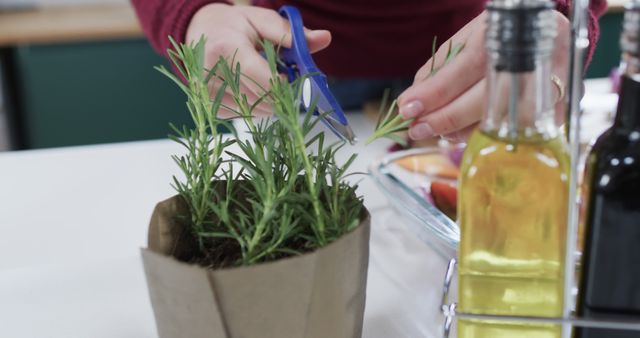 Person Snipping Fresh Rosemary in Modern Kitchen for Cooking - Download Free Stock Images Pikwizard.com