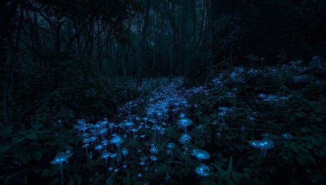 Bioluminescent mushrooms emitting blue glow in mystical forest