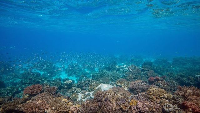Sunlit tropical coral reef teeming with colorful schooling fish and branching corals