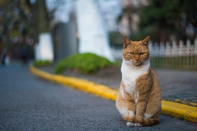 Ginger cat sitting on street curb with blurred background of sidewalk and park. Ideal for use in articles on urban wildlife, pet care, or city living. Great for blogging, website design, and marketing materials related to animals or urban photography.