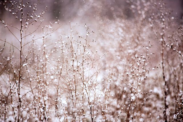 Snow covered plants in the forest. nature and ecology concept