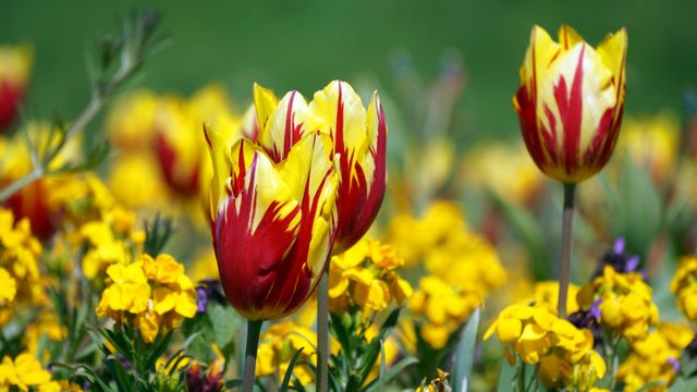 Vibrant Red and Yellow Tulips in Full Bloom Among Bright Yellow Flowers - Download Free Stock Photos Pikwizard.com