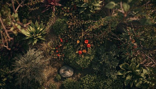 Aerial garden composition showing compact red-flowering shrub, succulents and gray stone
