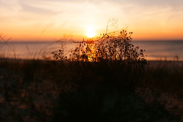 Plants Silhouetted Against Stunning Sunset Over Sea Horizon - Download Free Stock Photos Pikwizard.com