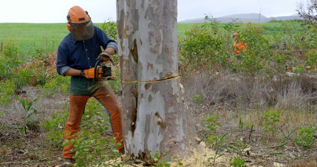 Lumberjack wearing protective gear and cutting down a large tree in forest area using a chainsaw. Ideal for topics related to logging industry, deforestation, outdoor work, forest management, and environmental conservation.