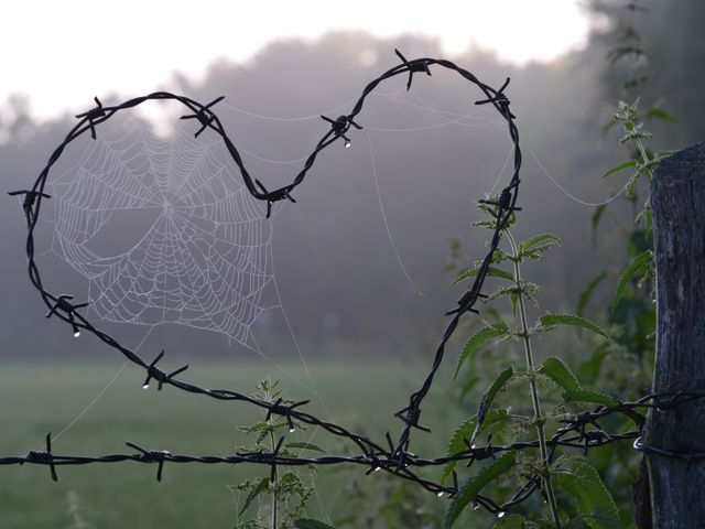 Spider Web on Heart Shaped Barbed Wire at Dawn - Download Free Stock Photos Pikwizard.com