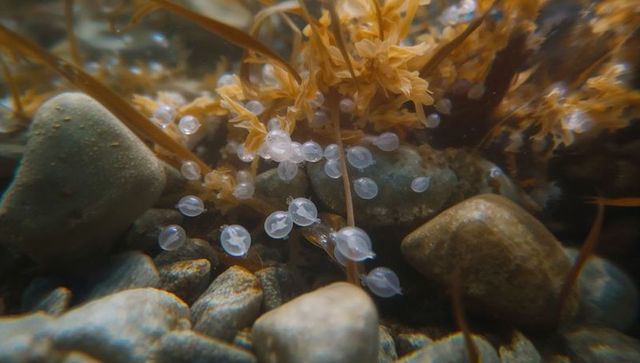 Clinging translucent marine egg capsules resting among kelp and smooth pebbles underwater