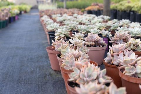 Pastel rosette succulents in nursery pots forming rows and perspective pattern