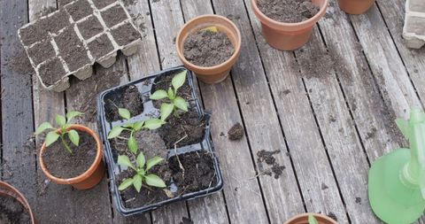 Seedlings and Gardening Tools on Rustic Wooden Surface - Download Free Stock Images Pikwizard.com